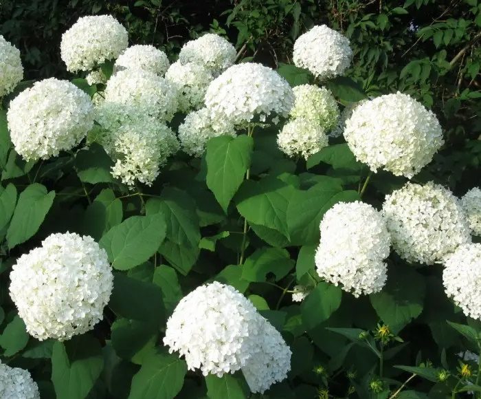 магазин гортензий