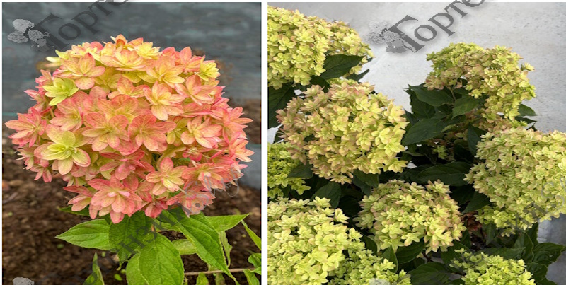 Гортензии-хамелеоны
